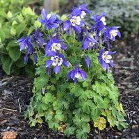 Heirloom Non-GMO Aquilegia Flower Seeds for Planting ƒ?? Colorful Perennial Garden Blooms