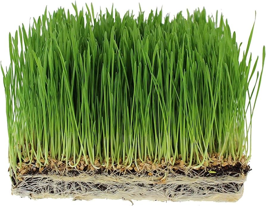 Organic Cat Grass Seeds for Indoor Pots, Containers, Pet-Friendly Gardens & Home Growing