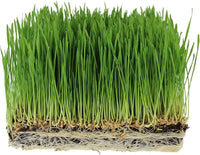 Organic Cat Grass Seeds for Indoor Pots, Containers, Pet-Friendly Gardens & Home Growing