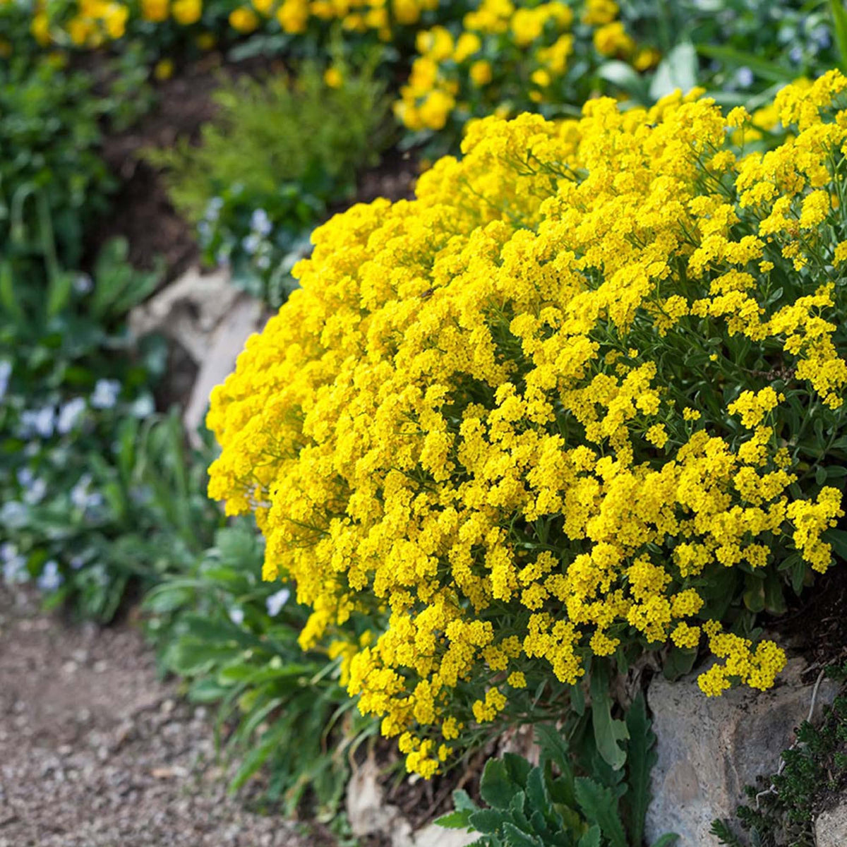 Yellow Rock Cress Plant Seeds for Planting - NON GMO Seeds