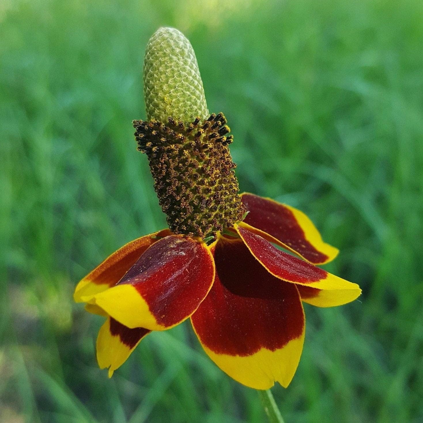 Hat Coneflower Seeds Heirloom Non GMO Planting - 100 pcs