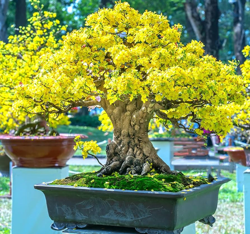 Heirloom Non-GMO Bonsai Tree Seeds for Planting – Miniature Ornamental Tree Seeds