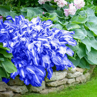 Heirloom Non-GMO Green Blue Hosta Plant Seeds for Planting