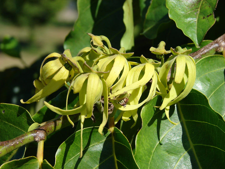 Cananga Odorata Flower Seeds for Planting - NON GMO Seeds