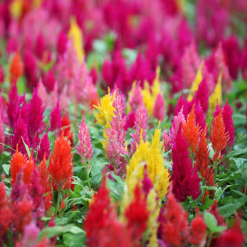 Plumed Flower Seeds for Garden Planting - NON GMO Seeds