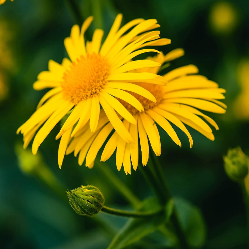 Arnica Flower Seeds for Garden Planting - 100 pcs for planting in home garden