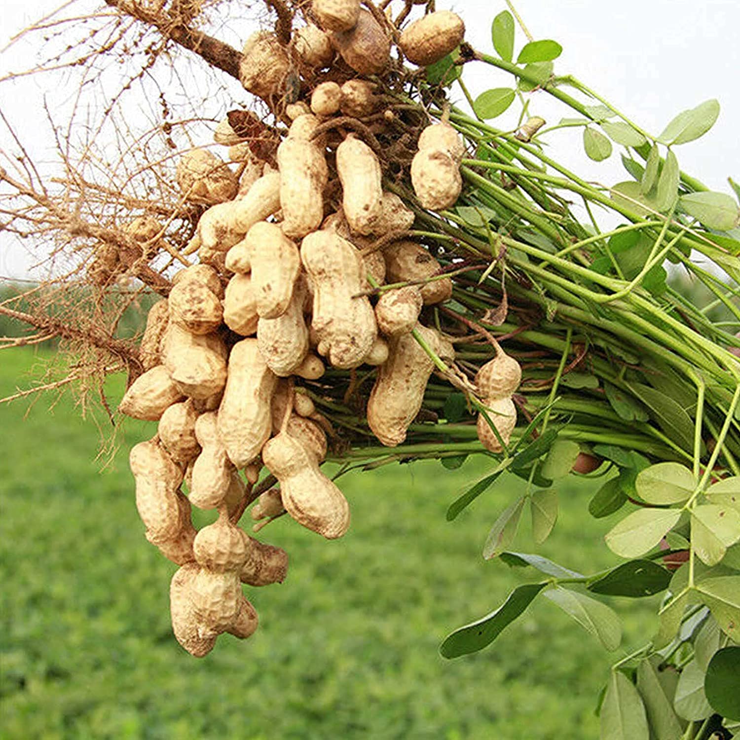 Peanut Plant Seeds for Garden Planting - NON GMO Seeds for planting in home garden
