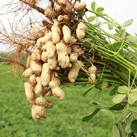 Peanut Plant Seeds for Garden Planting - NON GMO Seeds for planting in home garden