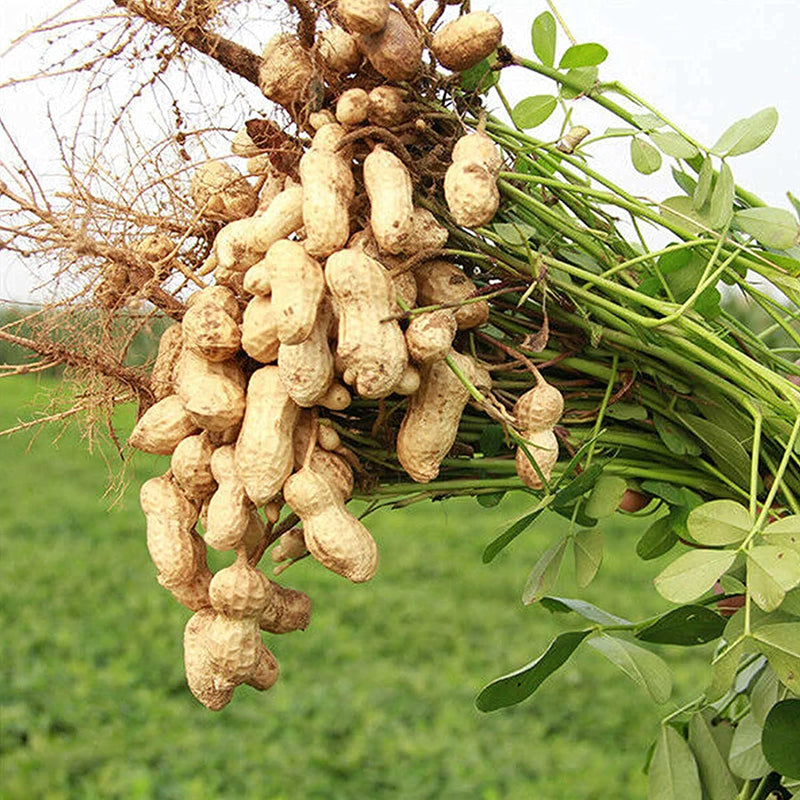 Peanut Plant Seeds for Garden Planting - NON GMO Seeds for planting in home garden