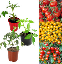 Mixed tomato varieties with different colors and shapes on the vine
