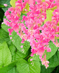 Antigonon Flower Seeds for Planting, 100 pcs