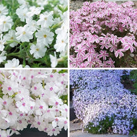 Organic Mix Creeping Phlox Flower Seeds for Planting â€“ Heirloom, Non-GMO for planting in home garden