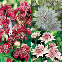 Mixed Astrantia Flower Seeds for Garden Planting ƒ?? Perennial Blooms for Borders & Landscaping for planting in your garden.