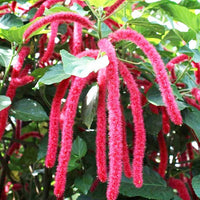 Pink Acalypha Chenille Plant Seeds for Planting - NON GMO Seeds