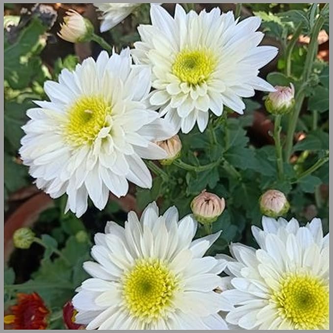 Heirloom Non-GMO Chrysanthemum Perennial Flower Seeds – Vibrant Fall Blooms