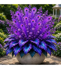 Peacock Flame Hosta plant with colorful foliage growing in a shaded garden area

