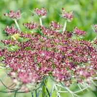 False Queen Anne's Lace Flower Seeds – Heirloom, Non-GMO Flower Seeds for Planting - Queen for planting in home garden