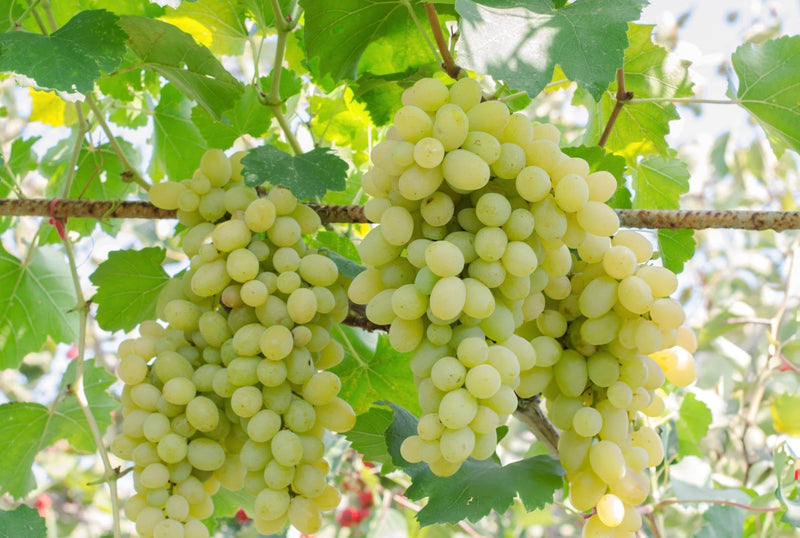 Light green grape fruit seeds