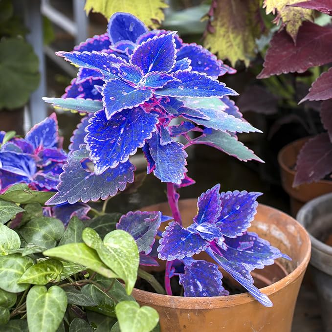 Blue Coleus Plant Seeds for Planting - Heirloom and Non-GMO Garden Seeds seeds for planting in home garden
