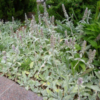 Stachys Flower Seeds for Planting - 100 pcs seeds for planting in home garden