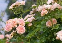 Cream Climbing Rose Plant Seeds for Planting Non-GMO Heirloom Garden Seeds for Home and Outdoor Growing seeds for planting in home garden