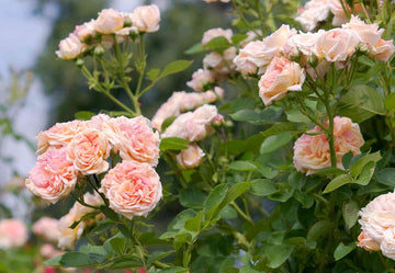 Cream Climbing Rose Plant Seeds for Planting Non-GMO Heirloom Garden Seeds for Home and Outdoor Growing seeds for planting in home garden