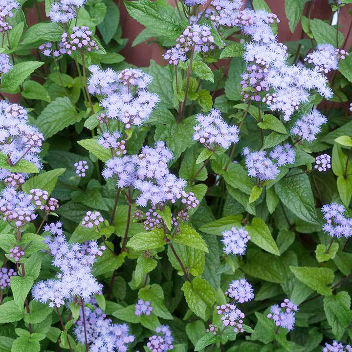 Heirloom Conoclinium Coelestinum Seeds – Non-GMO Flower Seeds for Planting