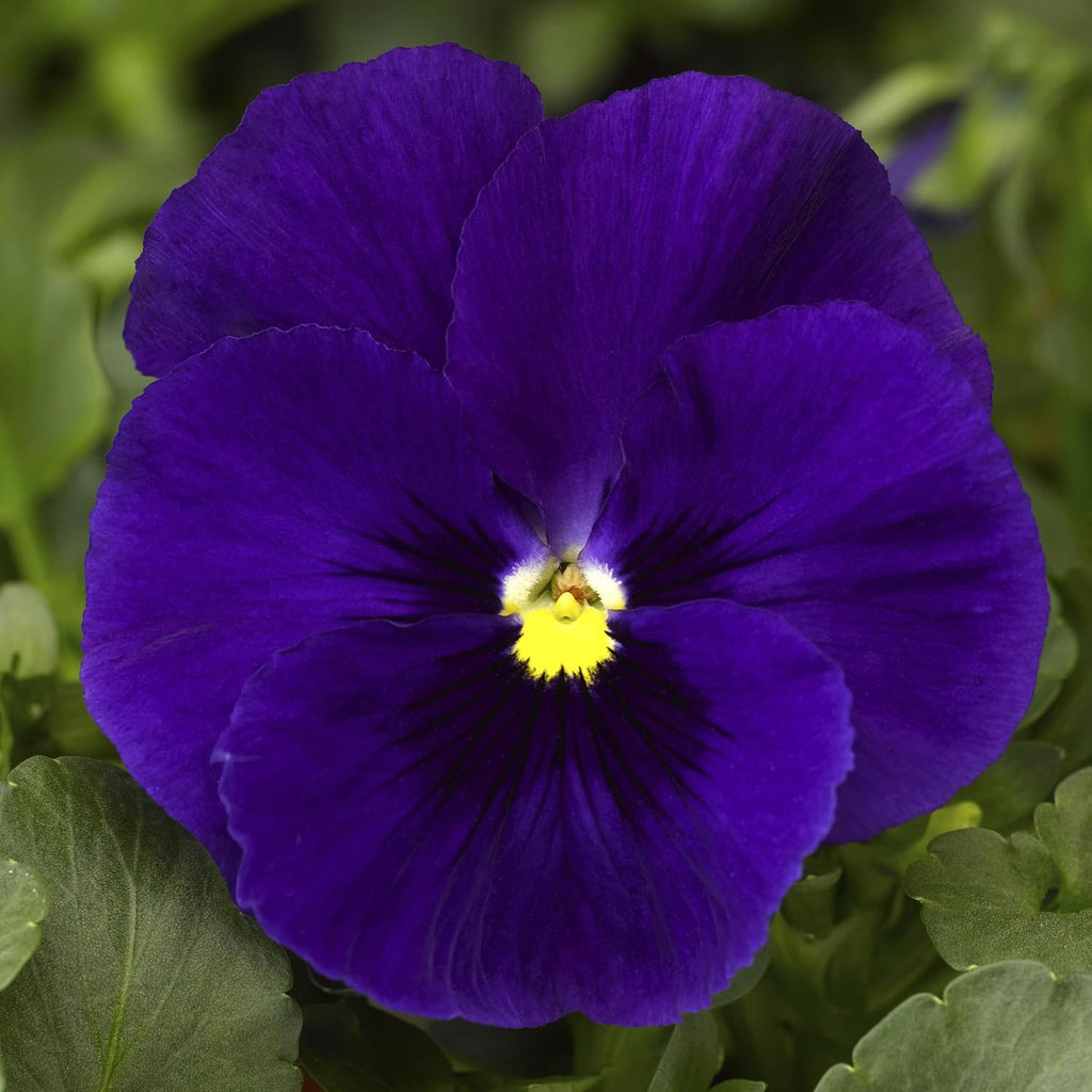 Deepblue Pansy Flower Seeds for Planting - NON GMO Seeds