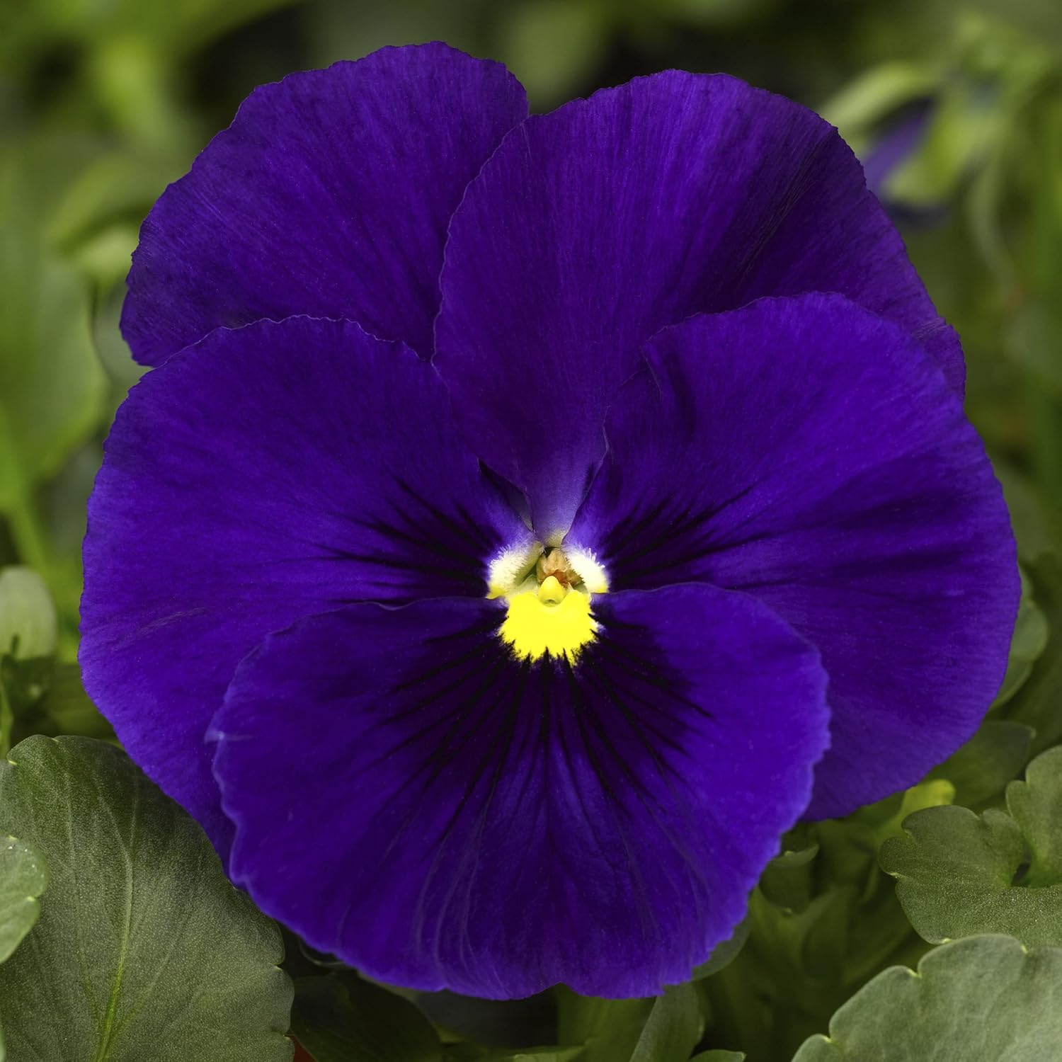 Deepblue Pansy Flower Seeds for Planting - NON GMO Seeds