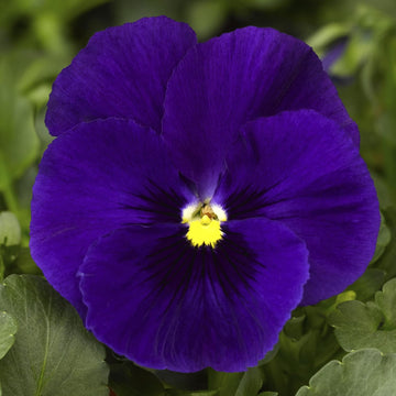 Deepblue Pansy Flower Seeds for Planting - NON GMO Seeds for planting in home garden