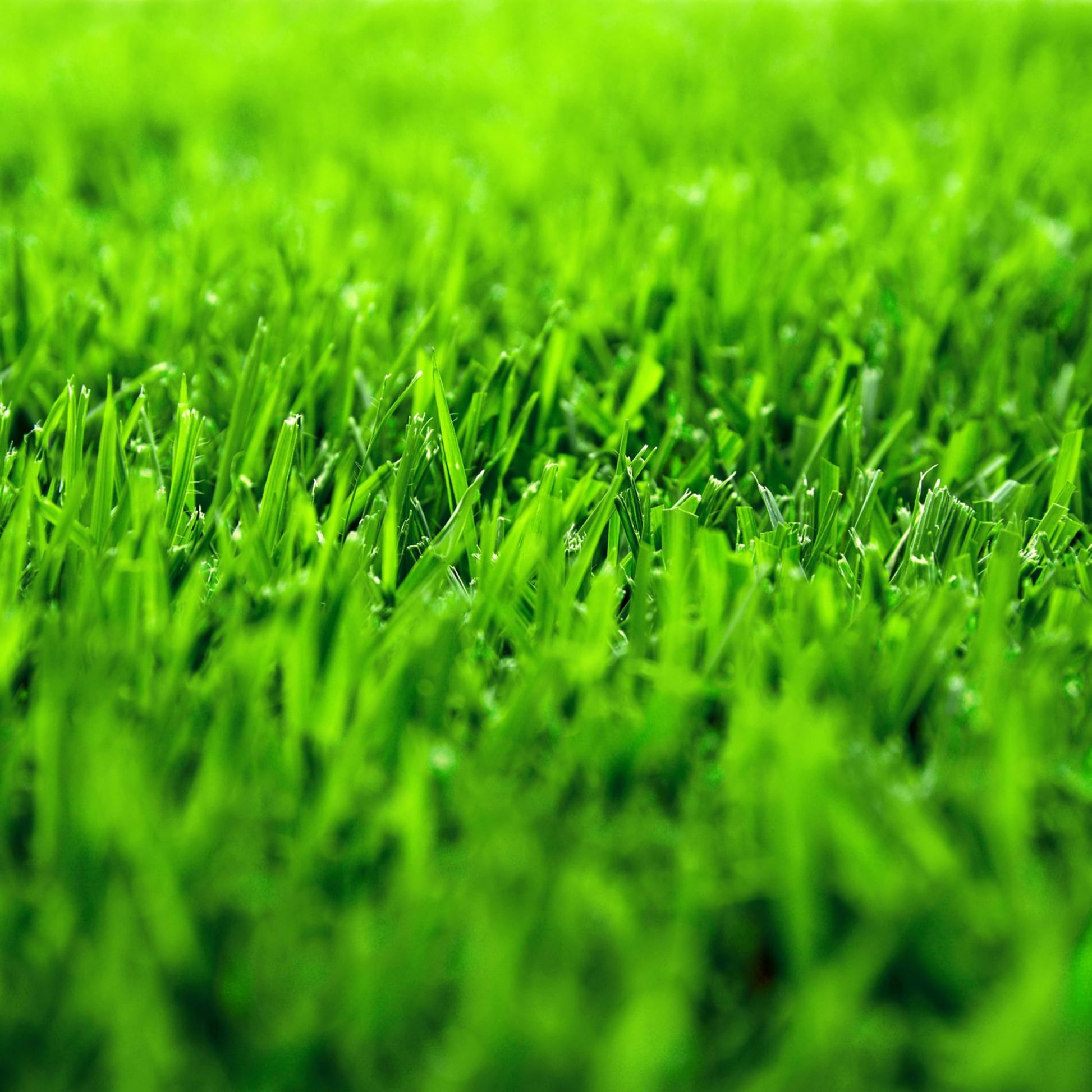 Close-up of green grass with a blurred background