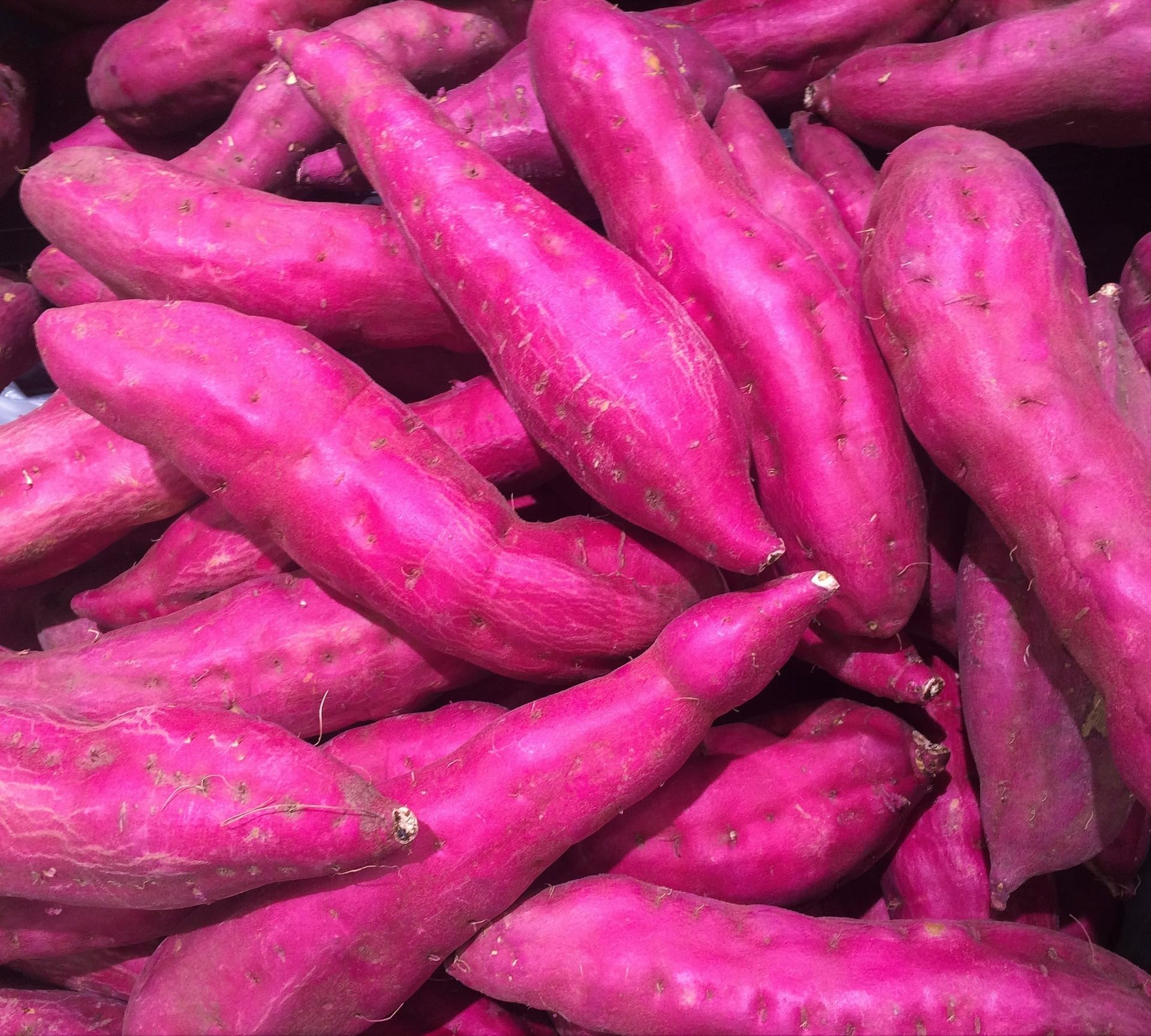Murasaki Sweet Potato Vegetable Seeds for Planting – Dark Pink Tuber Variety