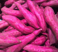 Murasaki Sweet Potato Vegetable Seeds for Planting – Dark Pink Tuber Variety