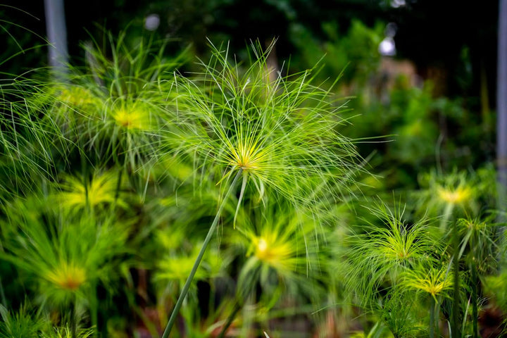 Heirloom Papyrus Plant Seeds for Planting 100 pcs