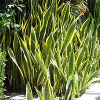 Green Snake Plant Seeds for Planting - Heirloom and Non-GMO seeds for home garden