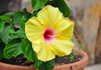 Heirloom Non-GMO Light Green Hibiscus Flower Seeds for Garden Planting ƒ?? Rare Tropical Blooms