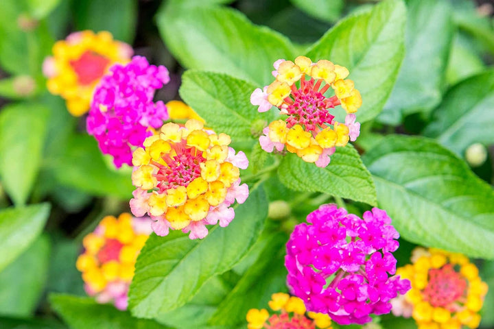 Lantana Camara Flower Seeds – Heirloom Non-GMO Butterfly-Attracting Blooms for Garden Planting