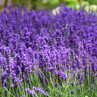 Heirloom Non-GMO Provence Lavender Flower Seeds ƒ?? Pink Blooms for Planting
