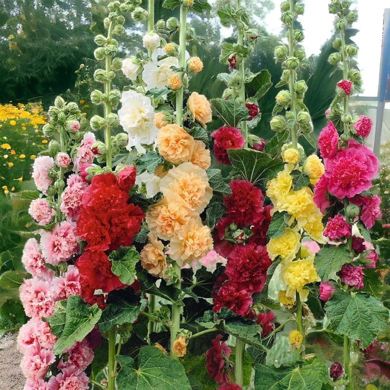 Heirloom Hollyhock Flower Seeds, Non-GMO, Tall Cottage Blooms for Garden Borders