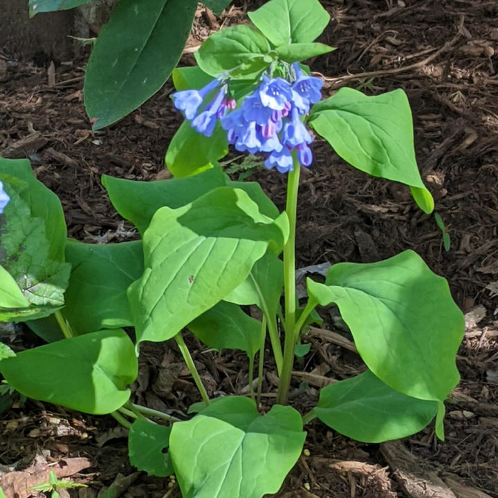 Mertensia Flower Seeds for Planting - NON GMO Seeds