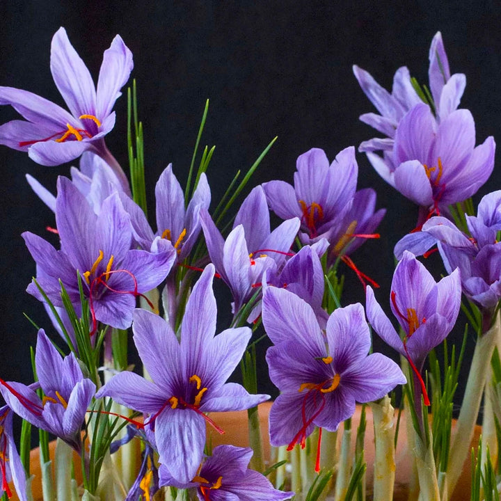 Crocus Flower Seeds for Planting, 100 pcs