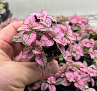 Pink Green Hypoestes Splash Flower Seeds for Planting - NON GMO Seeds