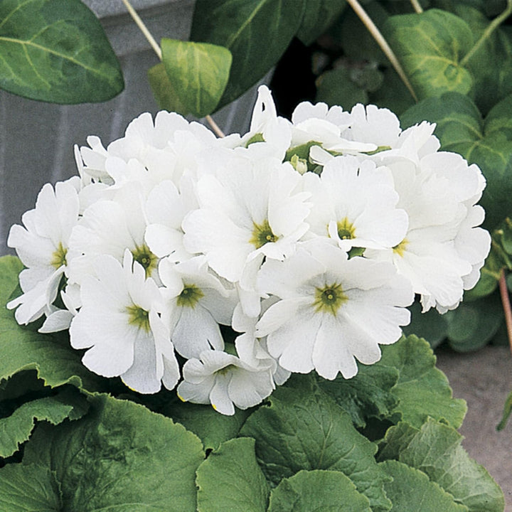 Obconica Flower Seeds for Planting - 100 pcs