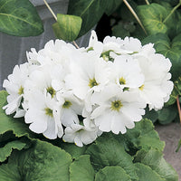 Obconica Flower Seeds for Planting - 100 pcs