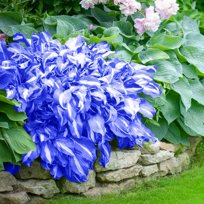 Blue & White