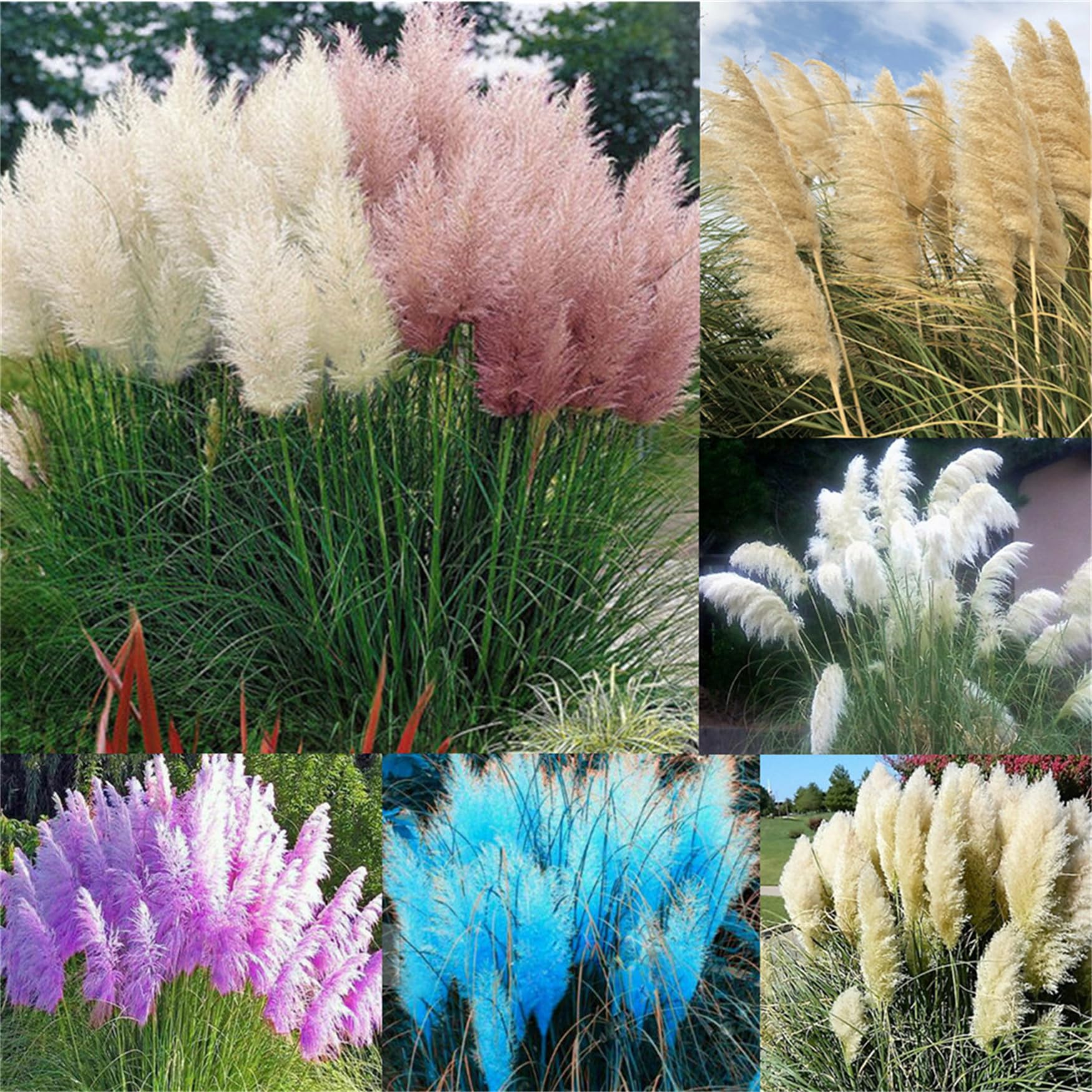 Mixed Color Pampas Grass Seed