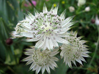 Organic Green White Astrantia Flower Seeds for Planting – Heirloom, Non-GMO