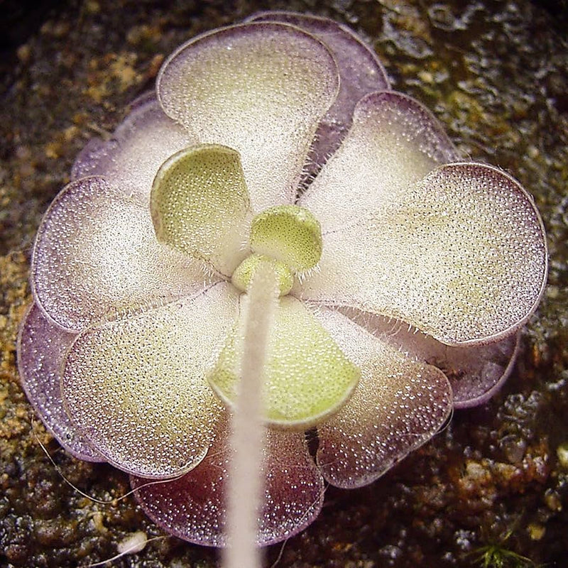 Pinguicula Plant Seeds for Planting, Heirloom, Non-GMO, 100 pcs