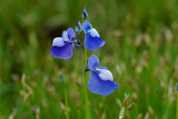 Utricularia Flower Seeds Blue for Planting, NON GMO Seeds for planting in home garden