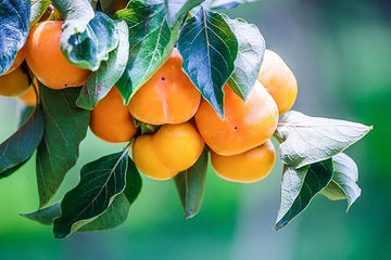 American persimmon fruit tree seeds